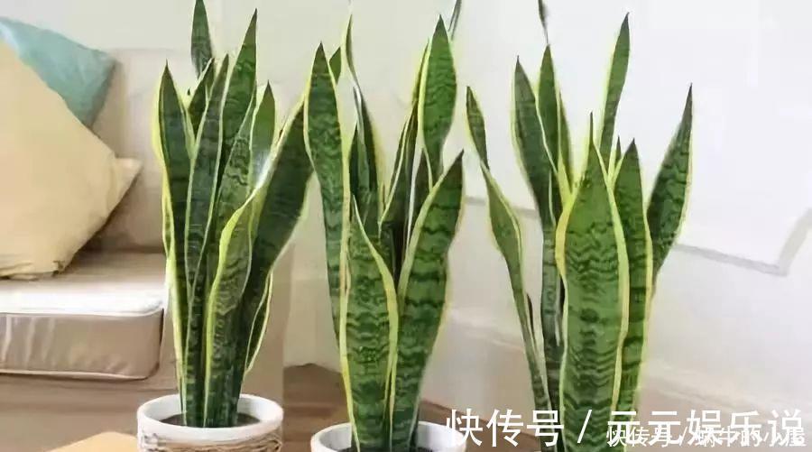 二氧化碳|家里养这12种“吸毒”绿植，净化空气，老人小孩少生病