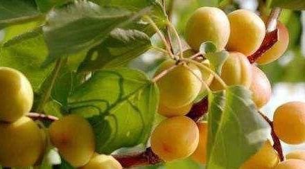 排毒养颜|女性养生，推荐三种食物，清理肠胃，排毒养颜，美容护肤