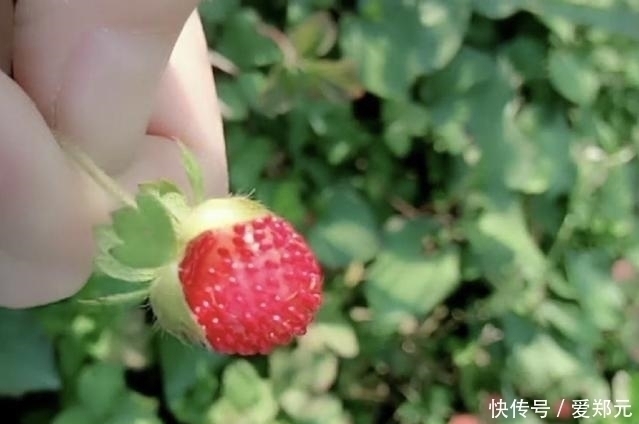 蛇泡草|农村这四种野果是小时候的最爱,如今很少见了,你吃过几种呢?