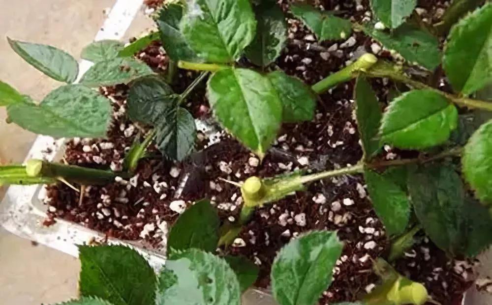 月季花|秋天扦插“4种花”,易生根,爱生长