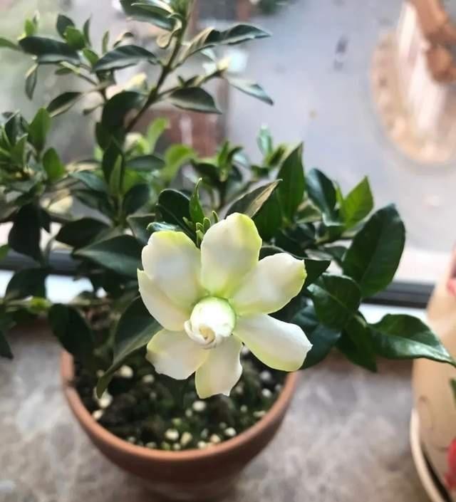 真棒|发酵淘米水臭气熏天,里面加点小东西,发酵快没异味,养花真棒