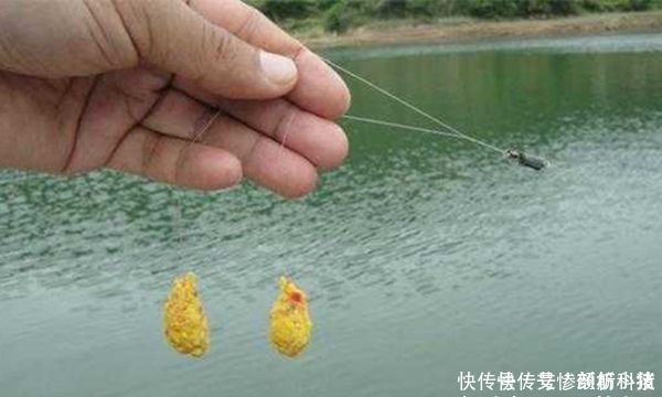 饵料|一种谷物一个饵料配方几款粮食饵料,小鱼不闹窝,专门钓大鱼