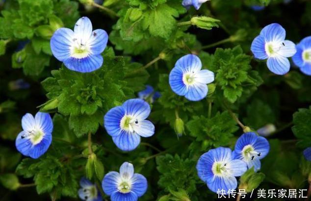 新手养护花卉,就养花形俊逸,人见人爱的花卉,美极了!