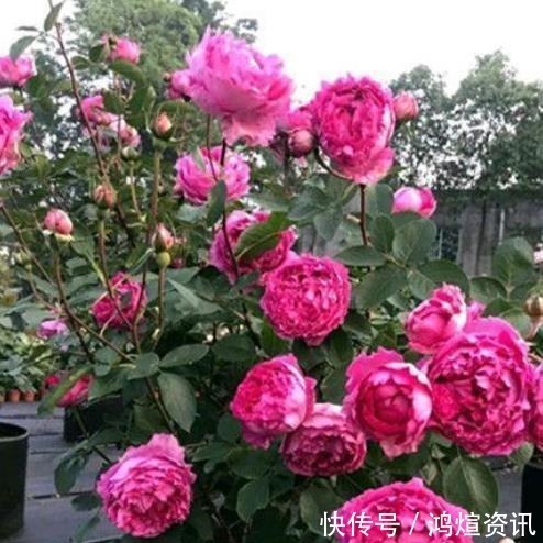 盘点10款经典的月季花,皮实好养颜值高,总有一款适合你