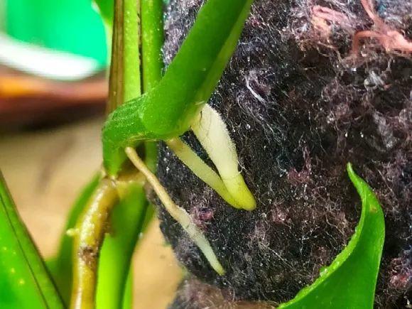 茉莉花扦插有机关,砍这一段枝条,插土里3天就活!