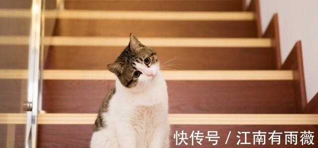 塔罗占卜：选一只最萌的猫？测你孩子将来是否有出息