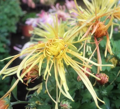 养花|古人最喜欢的8种“吉祥花”,养一盆日子越过越舒心