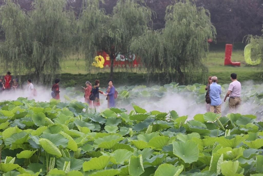 秦勇|盛夏时节 来自贡这里“荷”你相遇