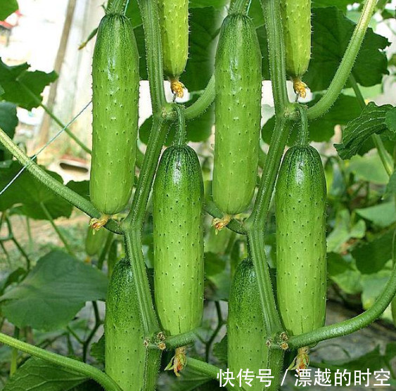 “5种菜”种阳台,漂亮又好养,吃了一茬又一茬,夏天不用出门买