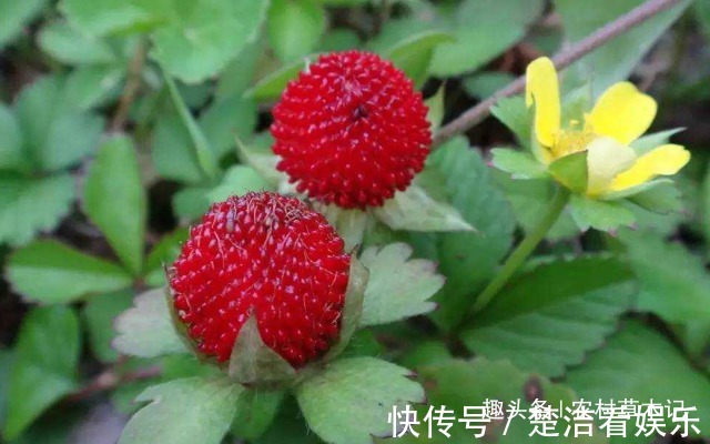 蛇莓|老人说“它”有毒,常被忽视,殊不知,当今好珍贵