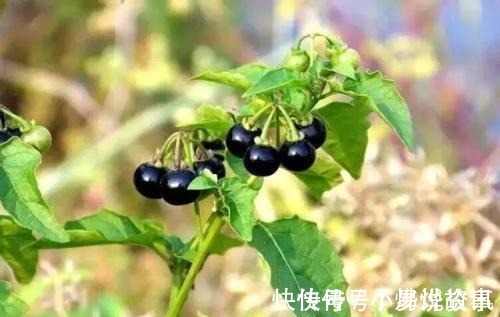 野果|农村这几种野果竟如此神奇,清肠排毒还增强免疫力等,你都吃过吗