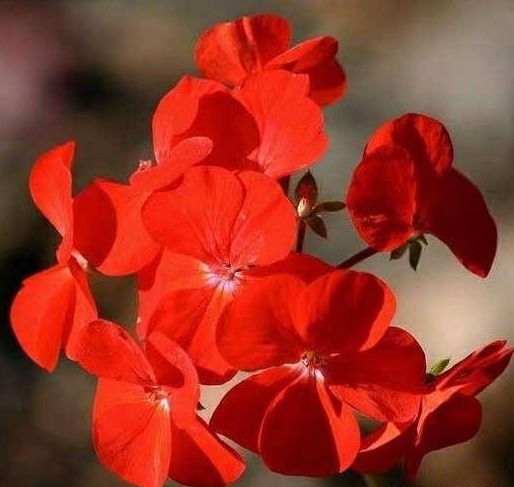 家里再有种“东西”可别扔,春天用来养花,透水又透气,好用!