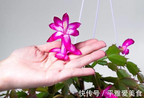 秋季|秋季入手长寿花、蟹爪兰，按照此3点护理，开花数量翻一翻