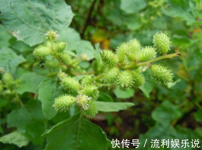 小能手|鼻炎的“天敌”找到了,早晚抹一点,鼻炎不再扰,现在知道还不晚