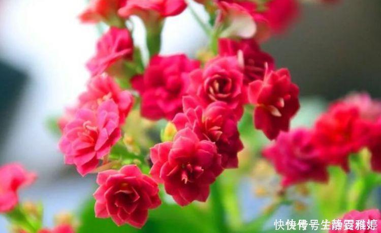 有钱人都养4种花,花大色艳,花香易打理,养在客厅美极了