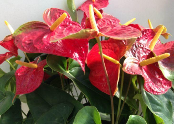 几种花卉对待新手很友好,30天不管,开出漂亮花