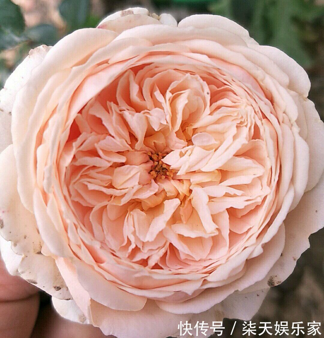 阳台上|月季花怎么养才会枝壮花多长势旺农艺师分享要注意的5个方面