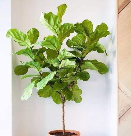 琴叶榕|这些“漂亮花”，7月不修剪，来年没花看，后悔一整年