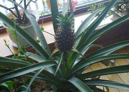 吃菠萝，“菠萝头”泡水里，3周长根变漂亮盆栽，结出大果子来