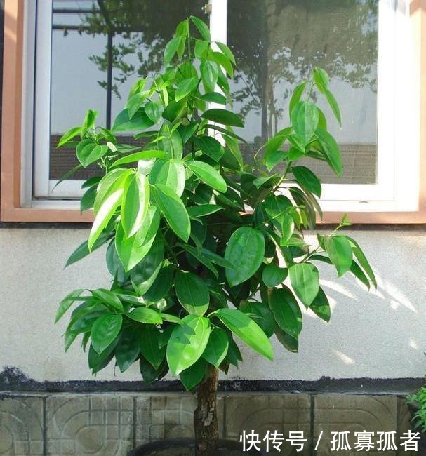 自制肥养花篇将洋葱一处理,就是上好的肥料、生根水、杀虫剂!