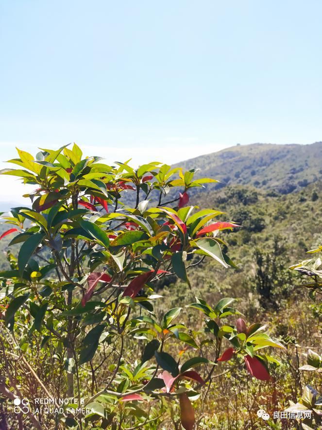 高峰|探寻揭西第一高峰附近的仙人塘古庵遗址