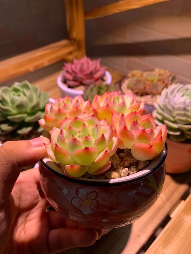 所爱隔山海,山海皆可平!多肉不只露养好看,灯光下的多肉也精彩