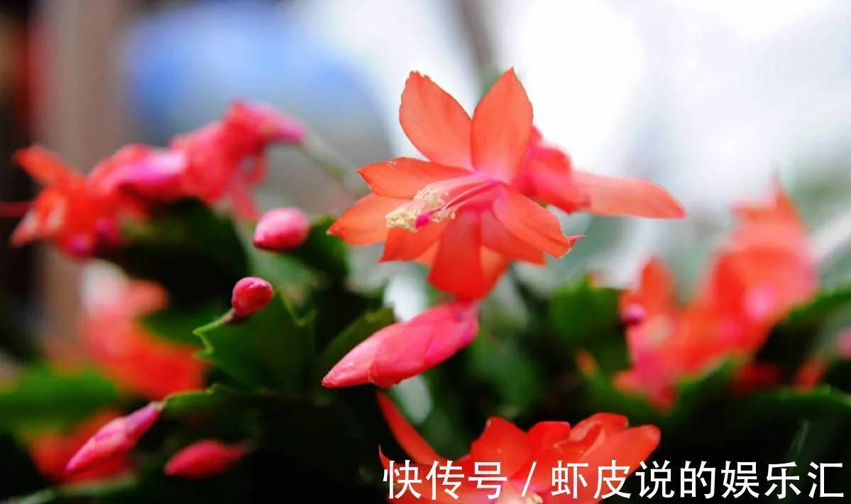 蟹爪兰“落蕾落花”,4点原因别忽视,做好后“锦上添花”并不难