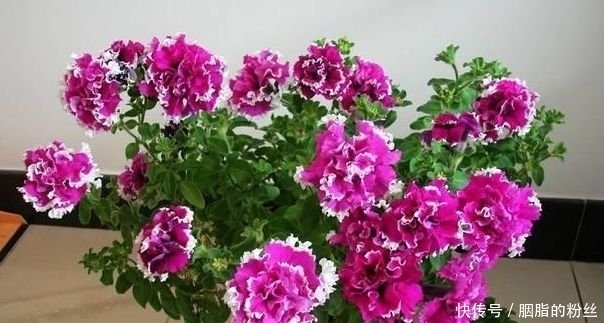 4种“高颜值花”，华贵漂亮，花开富贵、第一种已经被迷住了！