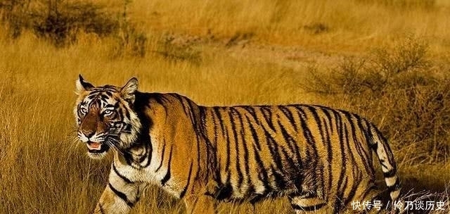 明朝|明朝一男子,半夜喂给老虎一只羊,第二天,老虎给他送来一个老婆