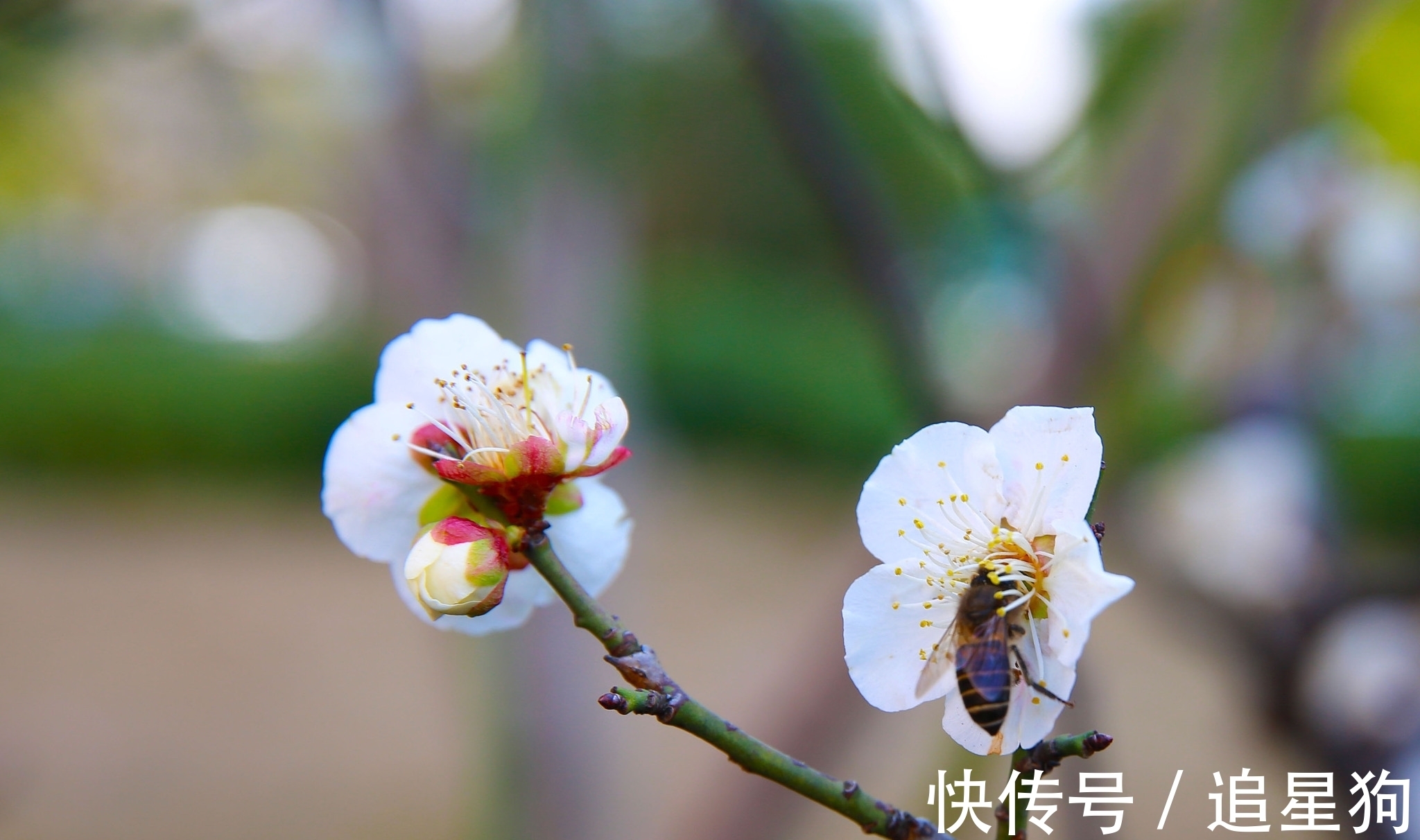 梅花#梅花诗五首，看看哪一首能打动您