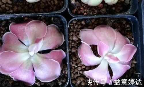 混搭土养花技巧:备上这几样,从此养啥花都能轻松应对