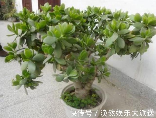 肥料|玉树四季常青，养护得当根茎木质化，养出价值高“老桩”