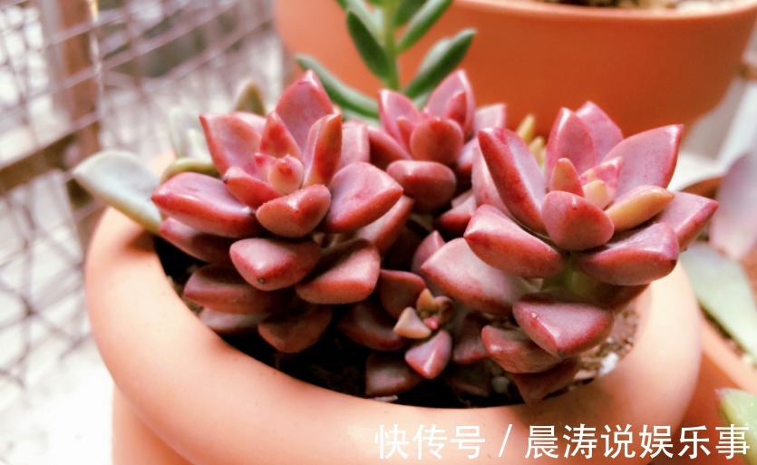 呼声最高的新人盆栽多肉,养殖期间注意此3点才不出问题