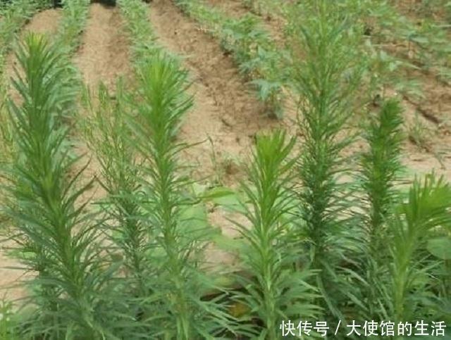 乡下1种蓬松小草,路边随处可见,常人遇到将其当杂草,错过宝贝