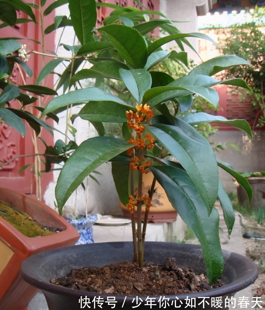 叶片|桂花叶片干尖,焦尖?问题全在这里,一步到位,叶子油绿花香十里