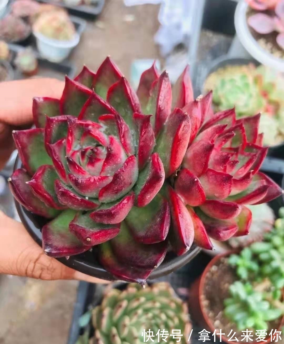 多肉僵苗是什么原因?该如何救治呢?小帅来支招