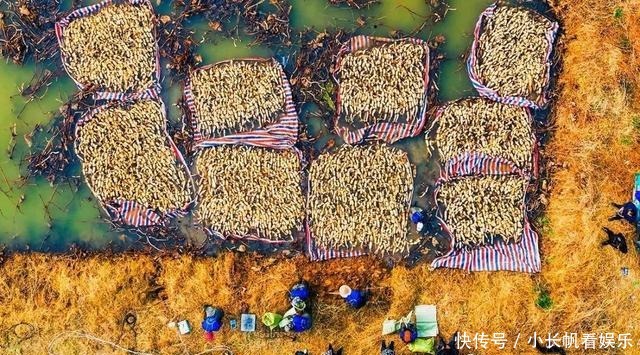  大地|「视觉」河东大地绽新颜 今朝盛景迷人眼