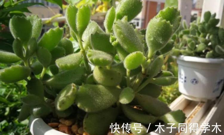 元凶|多肉植物熊童子没精神,早点检查下这3地方,可能马上找到元凶