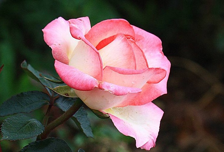 夏季想养盆月季花这五种月季花好养护,轻松开满盆,开花美极了