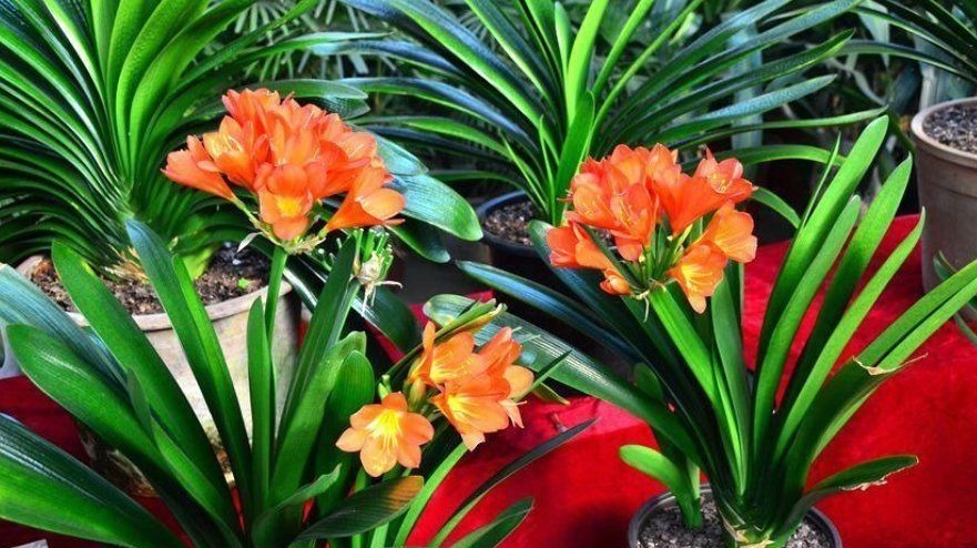 养君子兰有“六怕”，你知道吗？新手一定要避开