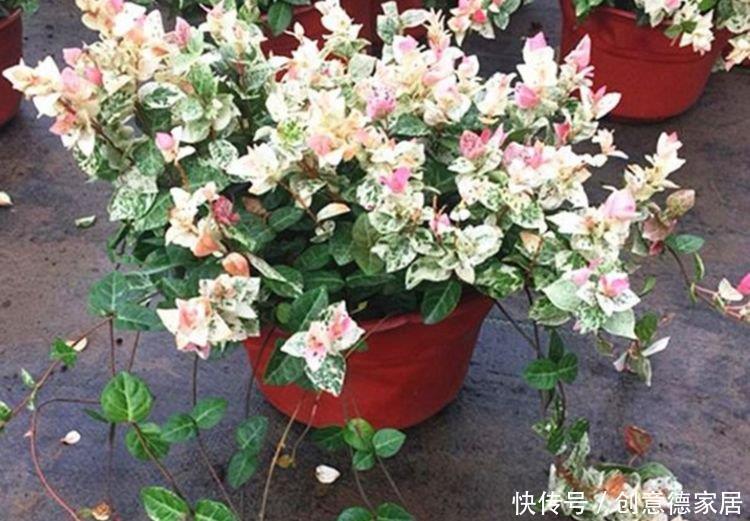 瀑布|常见的八种花离开地面养,开花成瀑布,迅速长爆盆,十分出众