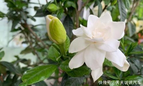 栀子花|公认难养的2种花，改变养殖方法，养得久开花美，5分钟学会！