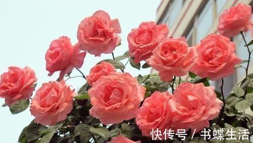 层叠群花|给月季喂点大补肥,15天冒出一圈笋芽,开出层叠群花!