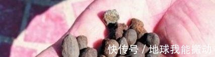 养花时，盆底铺上30粒“它”，比鸡蛋清、骨渣都管用，养啥爆啥！
