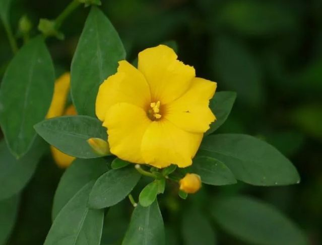 4种花,漂亮易爆盆,开起花来拦不住,养盆放阳台美极了