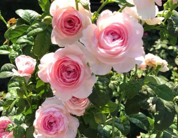 美艳|4种花很漂亮,好养易活能爆盆,花色鲜艳夺目,花朵美艳迷人