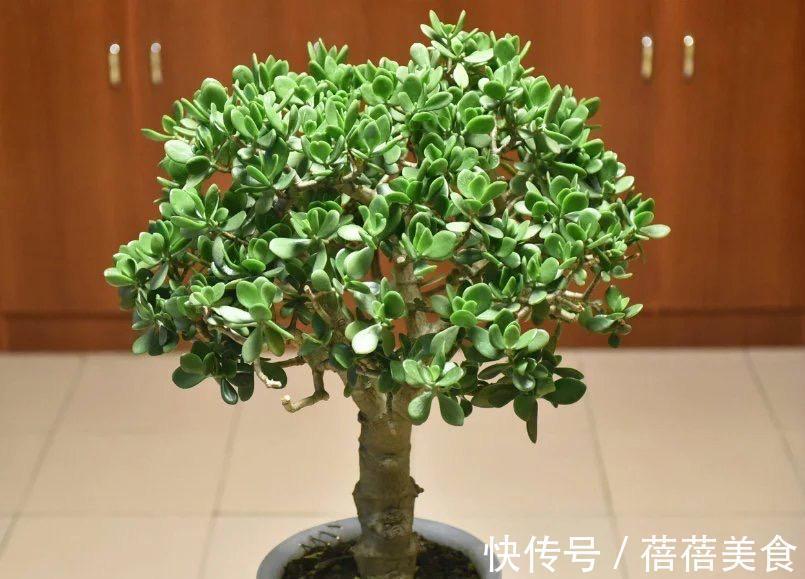 3种“老花树”，能活一百年，冬天不怕冷，开满“吉祥花”