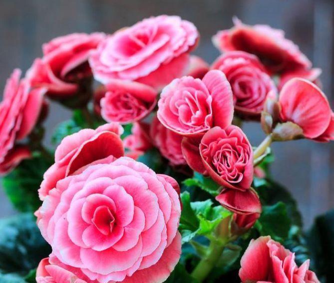 5种花养家里,不仅长得漂亮,名字也好听,赏心悦目