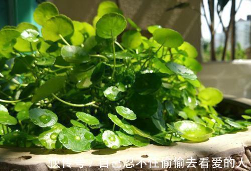 漂亮|3种漂亮花,种在小盆里,不建议地栽,否则泛滥成灾,根本清不掉