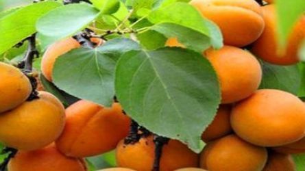 健康长寿|女人来大姨妈时,多吃3种“碱性”食物,排出污血,远离妇科炎症